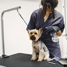 Productos de aseo y desinfección para veterinarias y peluquerías caninas