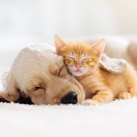 ¿Cómo limpiar un hogar con mascotas?