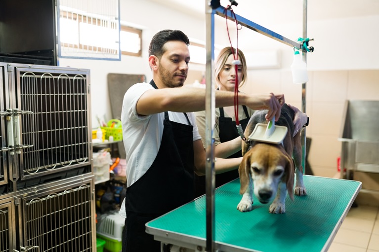 perro en una revisión en veterinaria encima de plataforma que debe ser desinfectada