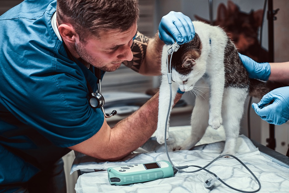 veterinario usa lo mejor para aseo en su consultorio con Kipclin